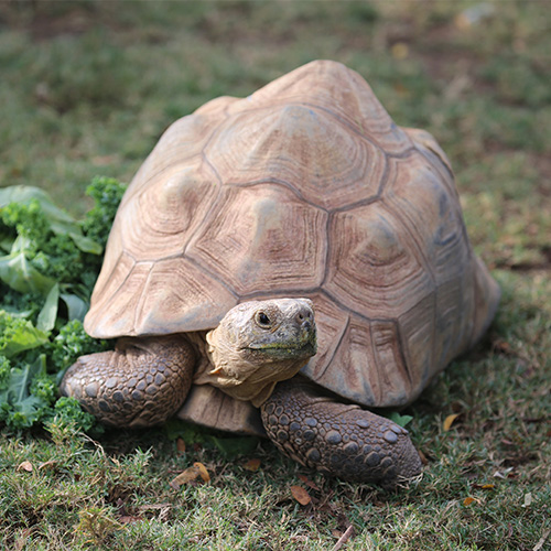 Leopard Tortoise