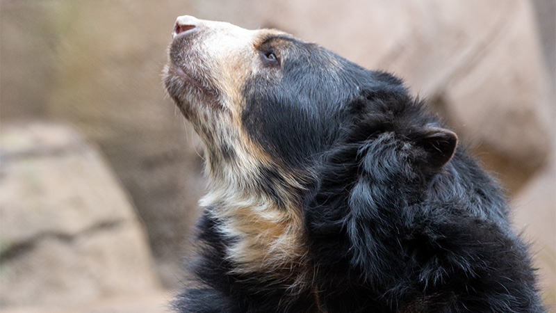 Joaquin Andean bear looking up